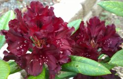 Rhododendron Black Sport