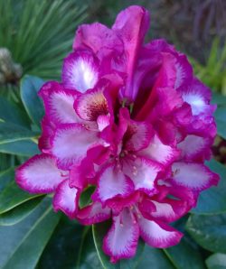 Rhododendron Pomegranate Splash