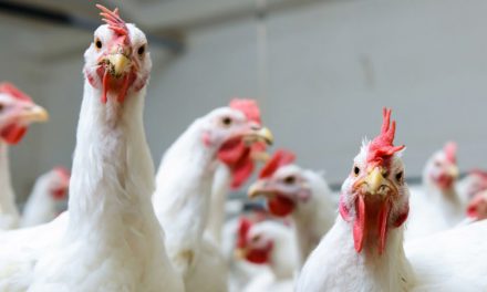 Study Finds Chickens Would Have No Qualms About Caging, Eating Humans