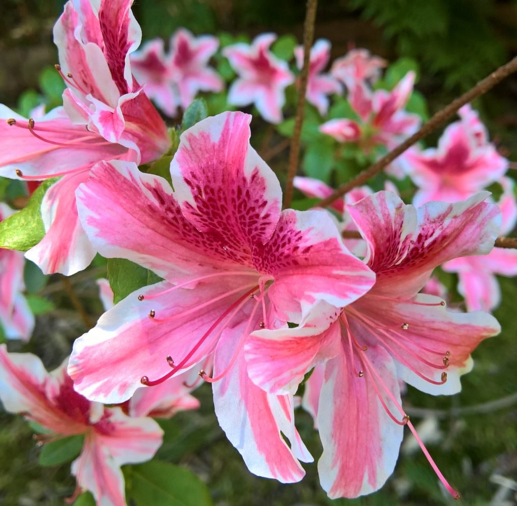 Amazing Azaleas | Reality Raiders