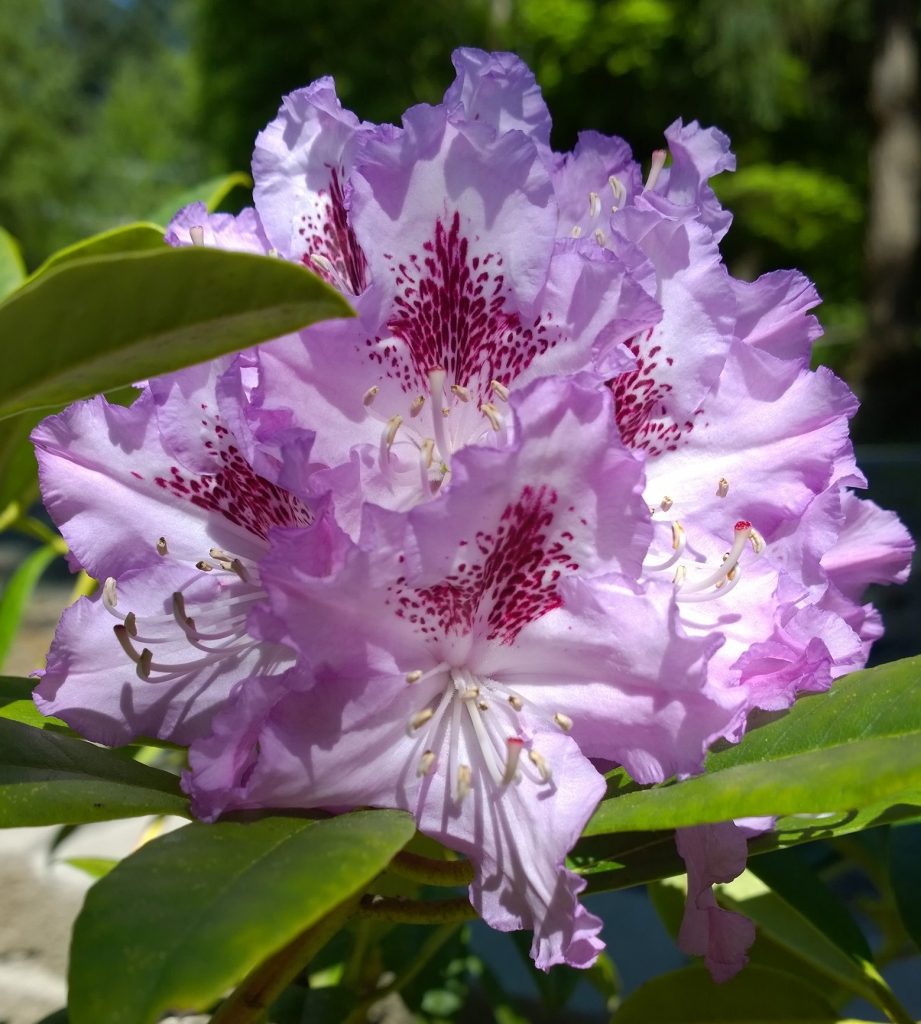 The Joy of Rhodies | Reality Raiders