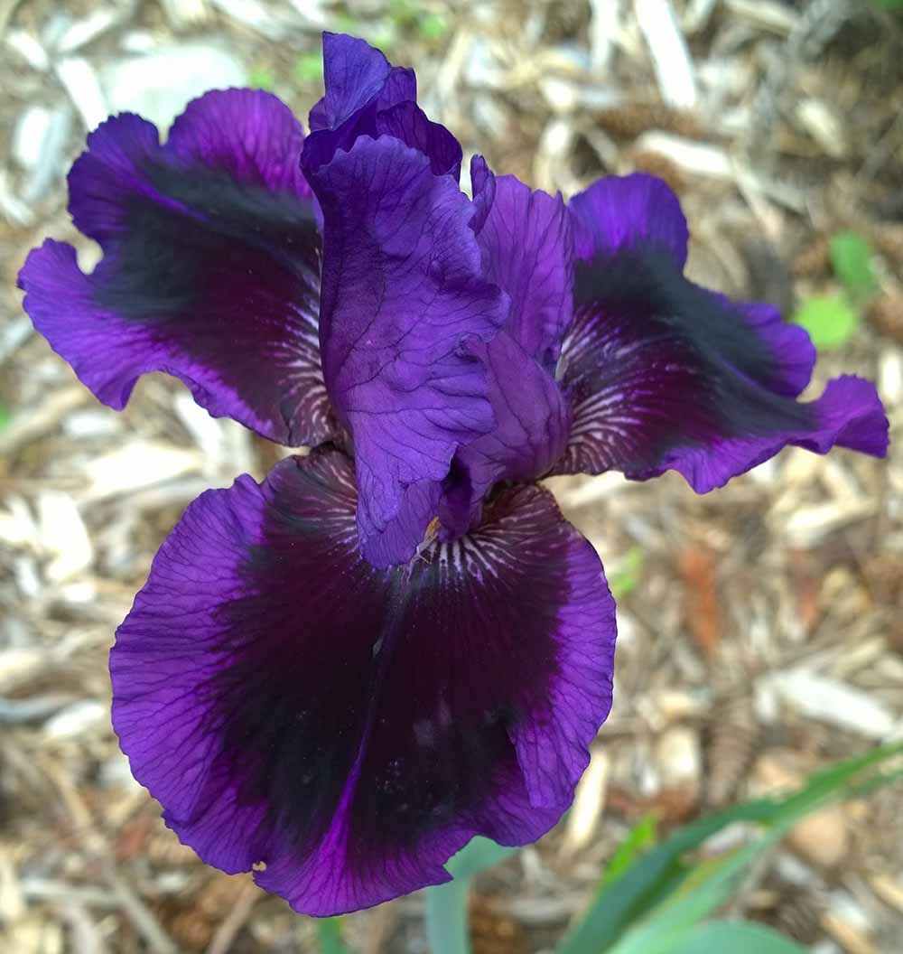 Stunning Irises | Reality Raiders
