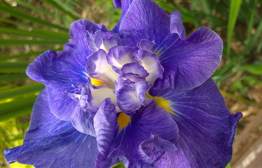 Stunning Irises