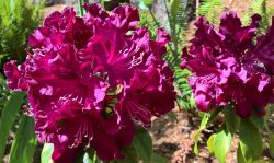 Rhododendron Warlock